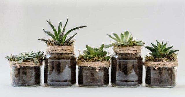 Growing your first succulent