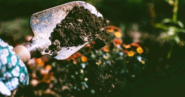 Gardening while pregnant