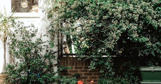 dwarf trees for pots