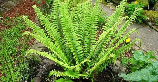 How to grow sword ferns from spores