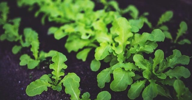 vegetable garden