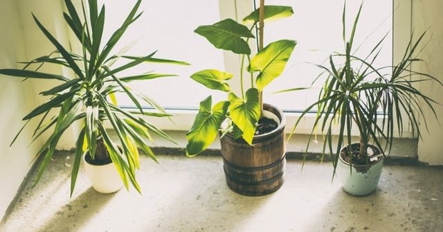 Bugs on Houseplants Home Remedies