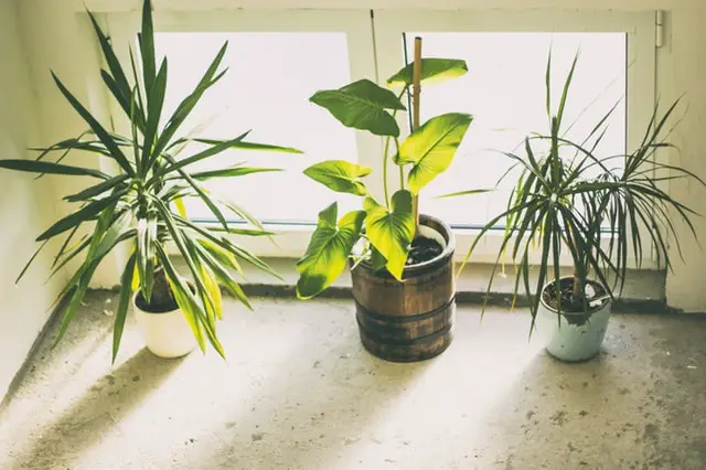 How to Get Rid of Bugs on Houseplants : Best Home Remedies