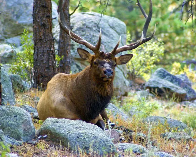 elk in rocky mountain