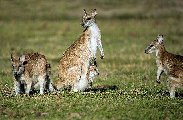 kangaroo island