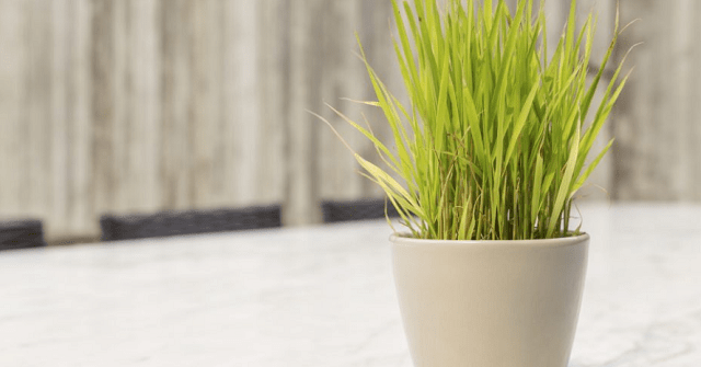 How to grow lemongrass indoors
