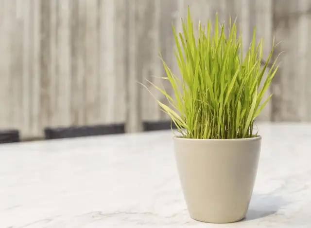 How to Grow Lemongrass Indoors in containers
