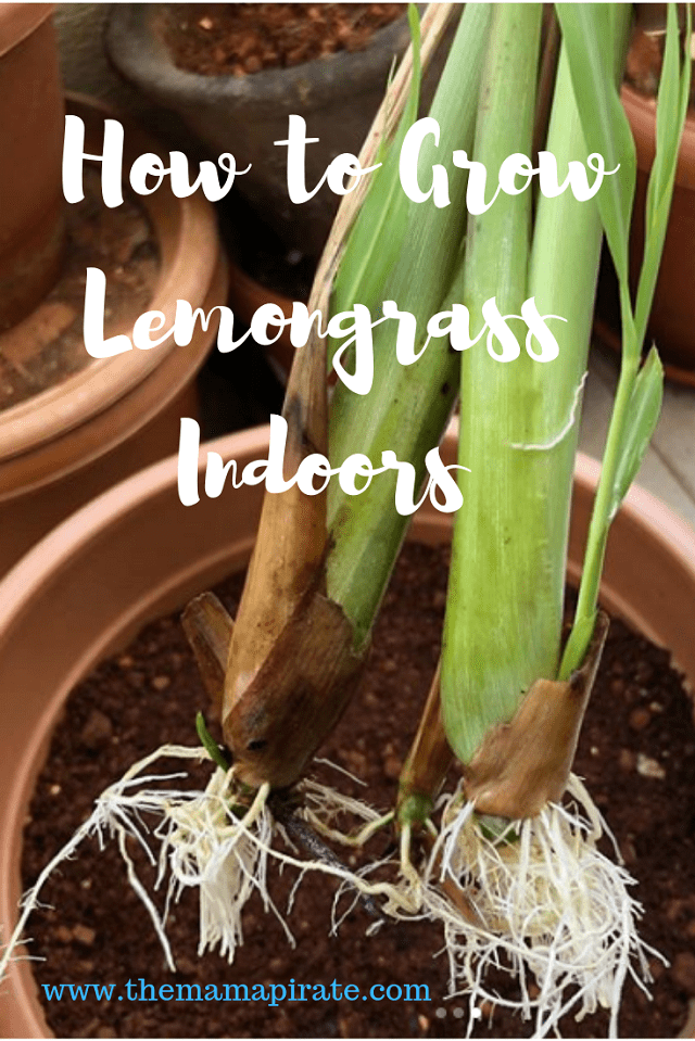 how to grow lemongrass in pot