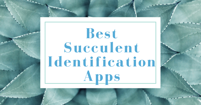 Best Succulent Identification Apps