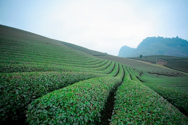 Moc Chau, Vietnam