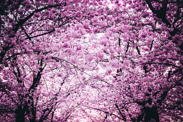 National Cherry Blossom Festival in Washington DC