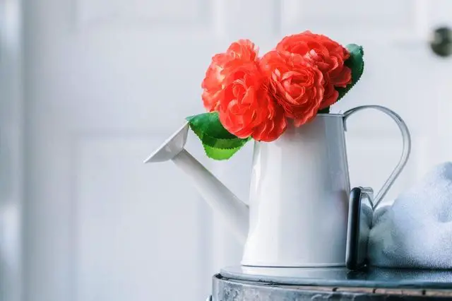 The Best Small Watering Cans for Indoor Plant Care
