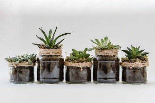 Growing your first succulent 