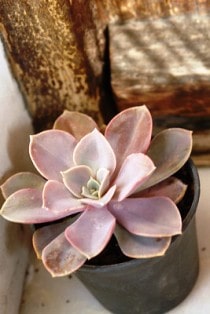 Echeveria Perle von Nurnberg