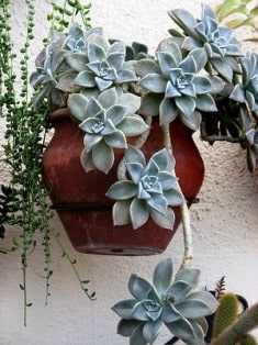 succulent Graptopetalum paraguayense