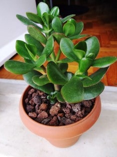 succulent Crassula Ovata