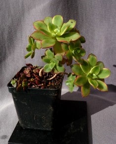 succulent Aeonium Kiwi