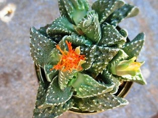 Faucaria tigrina ‘Tiger Jaws’