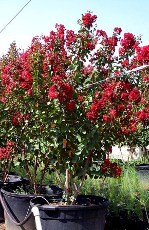 Crape Myrtles