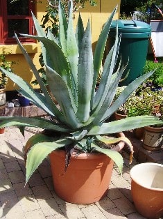 agave
