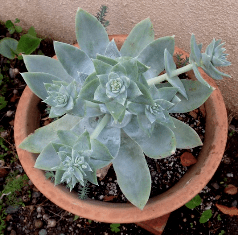 Dudleya
