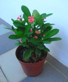 Euphorbia
