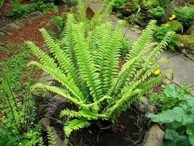 How to grow sword ferns from spores