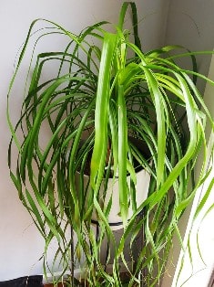 Ponytail Palm
