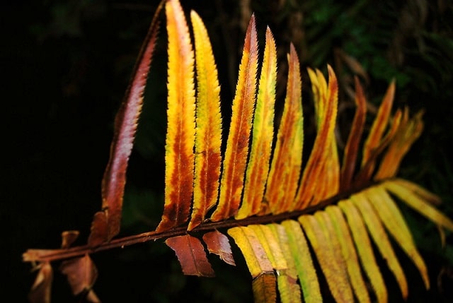 sword fern care