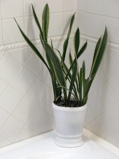 snake plant 
