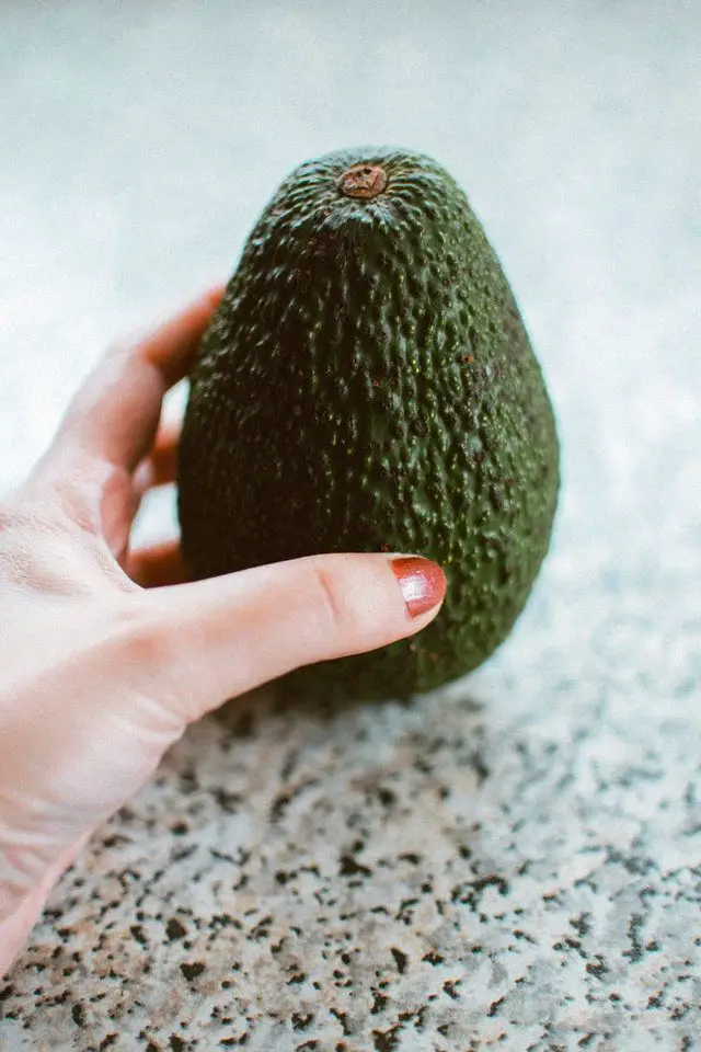 Grow Avocado from Avocado using Toothpick or without Using Toothpick