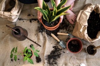 How to Neutralize too much manure in the garden