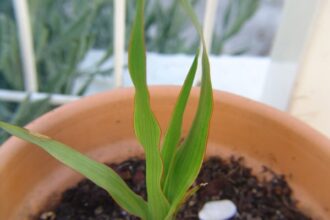 propagate dracaena draco