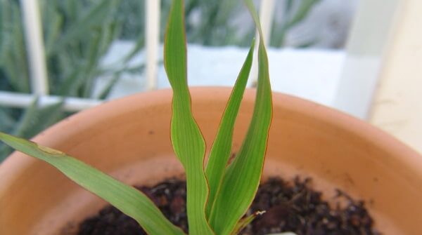 propagate dracaena draco