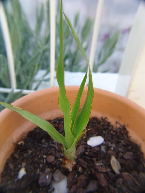 propagate dracaena draco