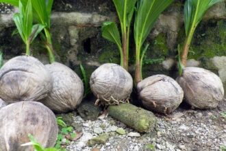 Growing-a-coconut-tree-from-a-store-bought-coconut