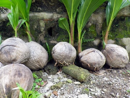 Coconut saplings