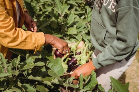 How To Grow Eggplant From Store Bought