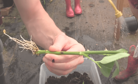 rooting of rose cutting