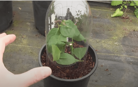 rose cutting in soil