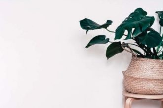 how to cut leaves off monstera