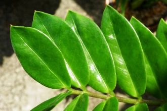 propagate ZZ plant from leaf in water