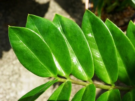 propagate ZZ plant from leaf in water
