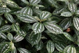 Pilea Cadierei