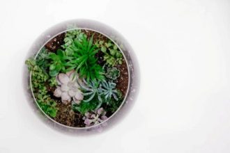 Rare and Unusual Terrarium Plants