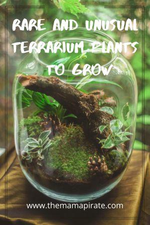 Unusual Terrarium Plants to Grow