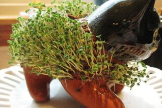 grow chia seeds