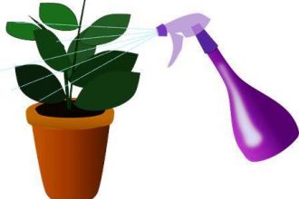 increase humidity for indoor plants without a humidifier