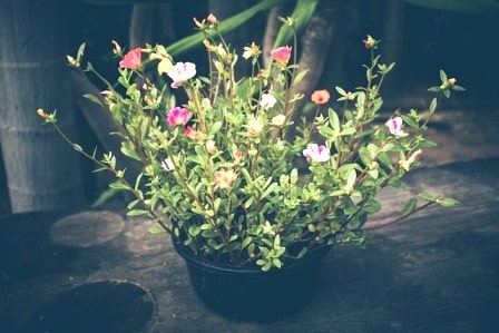 make purslane bushy