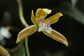 repot an orchid with air roots